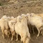 ضان او غنم حريات صنف الصنف 16 ( تم البيع)