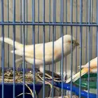 كناري موزاييك احمر