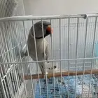 للبيع طيور درة ثنين