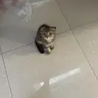بسه عمرها 4شهور للبيع