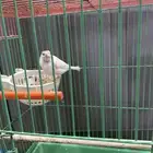 انثى كناري منتجه تحتها بيض