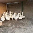 بط بكيني طعم وشحم على الطلب