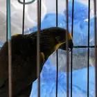 ذكر براون لوري