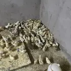 صوص بلدي للبيع