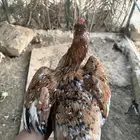للبيع دجاج عربي ماكونتش نوادر ترثه