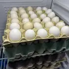 بيض بلدي في الخرج
