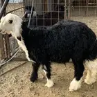 طلي نجدي طيب