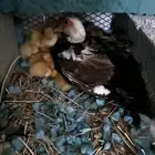 يوجد بطه نوع مصري رقاده معها صيصان بكيني عدد 13