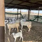 غنم جرم