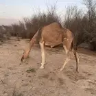 ناقه حمرا