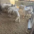 ذبائح طليان