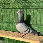 طيره بولندي ( تم البيع )