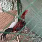 ديك ودجاج فارسي صنف فاخر