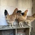 دجاج عربي سياف