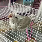 فروخ تحت الغر