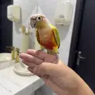 كنيور دايلوت اليف ومتكلم وهدد لعوب