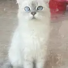 تم البيع ستريت مع الاغراض والتطعيم