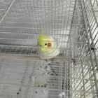 ذكر كروان منتج ( تم البيع )