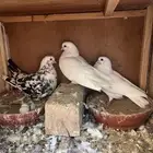قطايف اجوز وفرايد ذكور واناثي