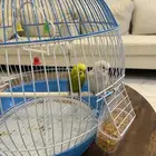 طيور الحب ثنين جوزين مع قفص كبير