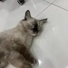 قط اليف من نوع هملايا