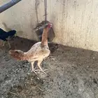 دجاج بكستاني