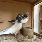زوج باكستاني تيدي