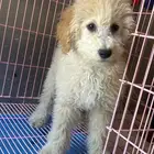 كلاب بودل XL كلاب جميله ولعوبه