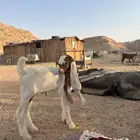 تيس داغور