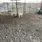 بهم تربيه