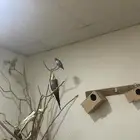 السلام عليكم ورحمه الله وبركاته عندي طيور للبيع. على السوم