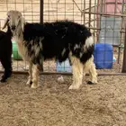 طلي نجدي فروع
