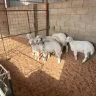 خرفان حريه طيبه العدد 7