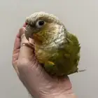 طير كنيور للبيع