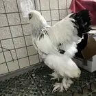 صيصان براهما