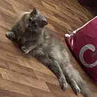 احتاج قط ذكر لتزاوج