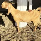 عنز دافع شرط