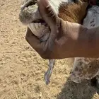 عنز تحتها جفرتين
