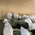 للبيع خروف حري وبربري