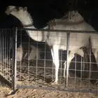 للبيع خلفه
