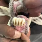 شاة حريه صنف تمم البيعع