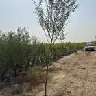 أشجار شوكيات