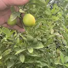 شتلات حمضيات