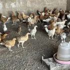 صوص تركي