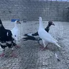 حمام حساوي وحب رمان للبيع