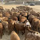 طليان سواكن