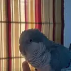 كويكر العمر سنتين أليف ويحب اللعب ومتكلم