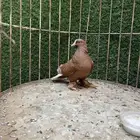 انثئ وايت تل ااصفرر