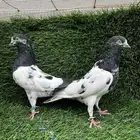 حمام باكستاني.