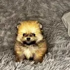 Male   Female Pomeranian Puppy